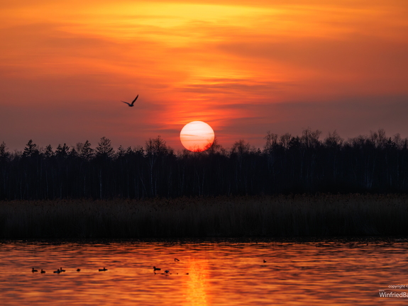 Sonnenuntergang am Federsee